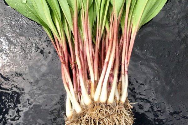 Kraken ссылка onion 2kmp